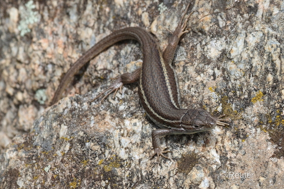 Algerischen Sandläufer (Psammodromus algirus)