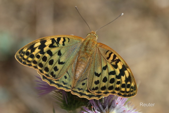 Kardinal (Argynnis pandora)