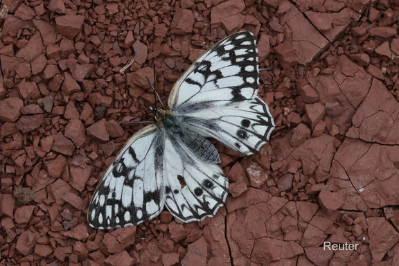 Westlicher Schachbrettfalter (Melanargia occitanica)