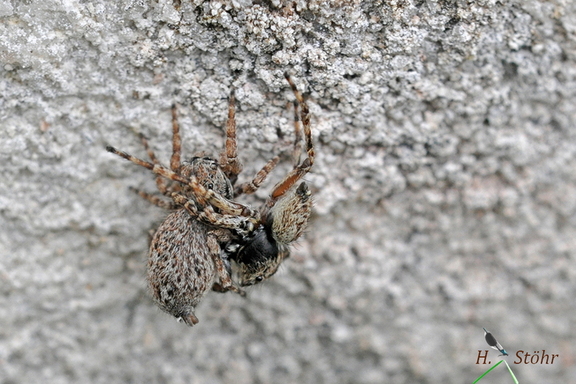Behaarter Hockling (Attulus pubescens)