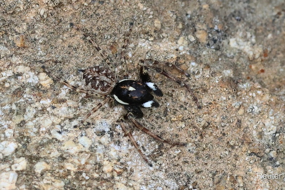 Springspinne (Menemerus semilimbatus)