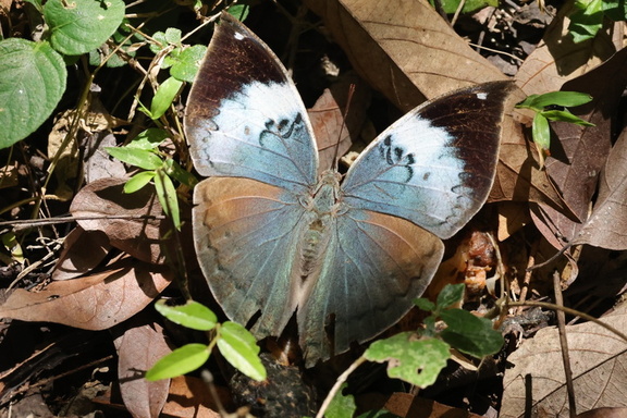 Sri-Lanka-Blattfalter (Kallima philarchus)