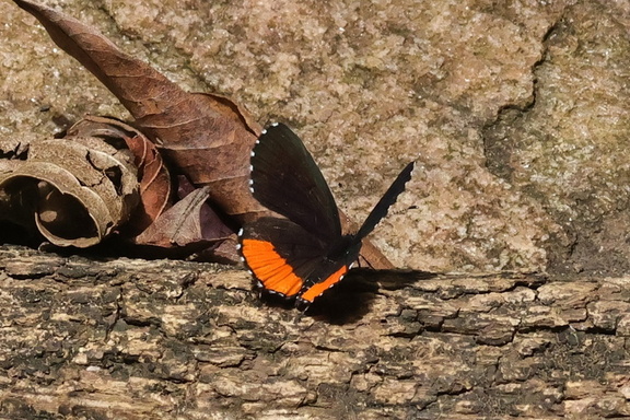 Red Pierrot. (Talicada nyseus)