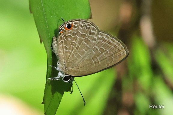 Dark Cerulean (Jamides bochus)
