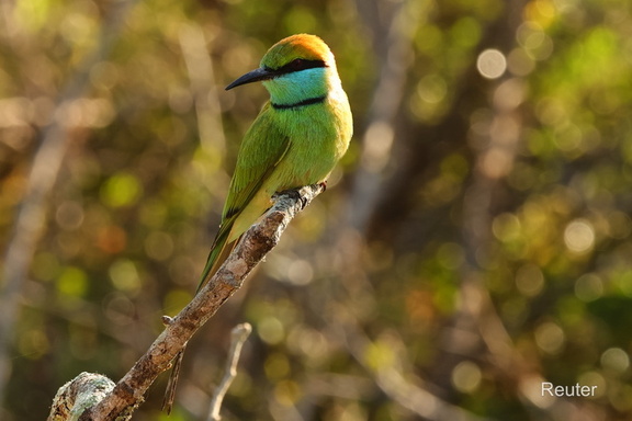 Bronzescheitel-Smaragdspint (Merops orientalis)