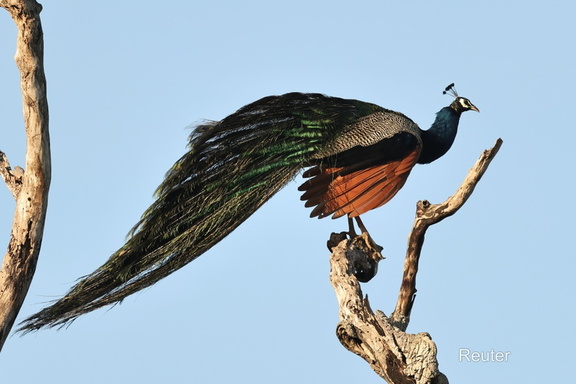 Blauer Pfau (Pavo cristatus)