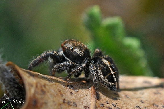 Kreuz-Schneckenspringer (Pellenes tripunctatus)
