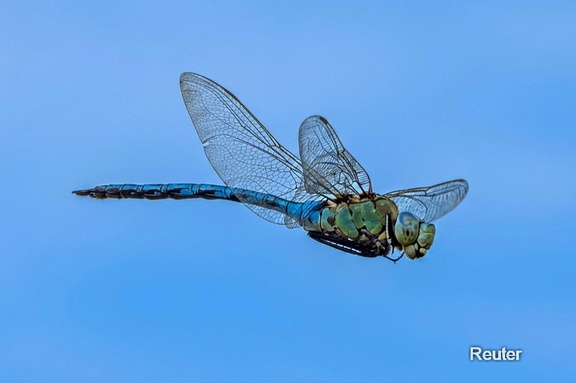 Große Königslibelle (Anax imperator)