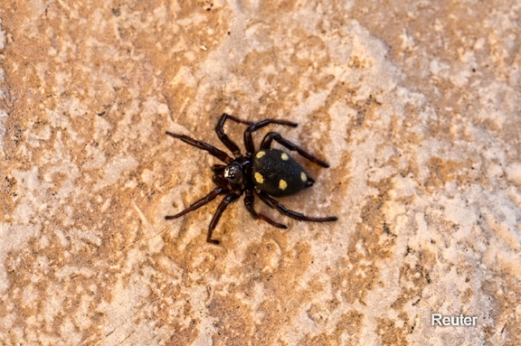 Zeltdachspinne - Uroctea durandi