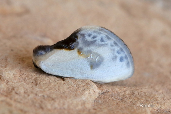 Weißer Sichelflügler (Cilix glaucata)