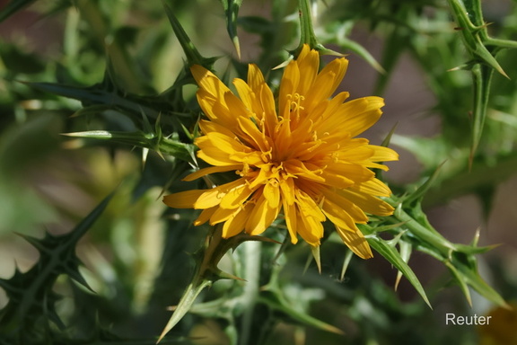 Spanische Golddistel (Scolymus hispanicus)