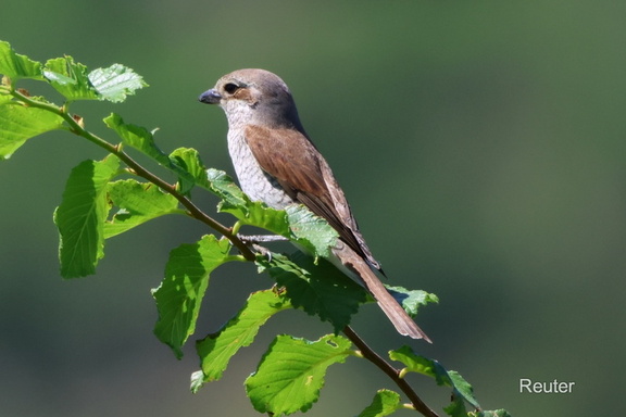 Neuntöter (Lanius collurio) 