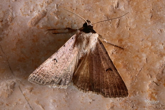 Randfleck-Wickeneule (Lygephila craccae)