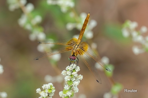 Bernsteinlibelle (Brachythemis contaminata)