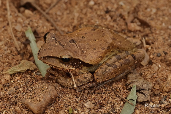Strauchfrosch (Pseudophilautus caeruleus)