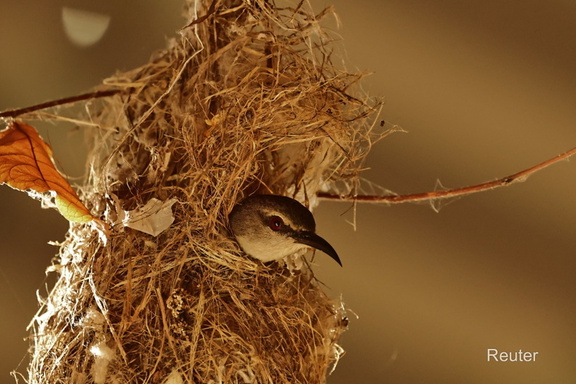 Weibchen des Purpurnektarvogels (Cinnyris asiaticus)