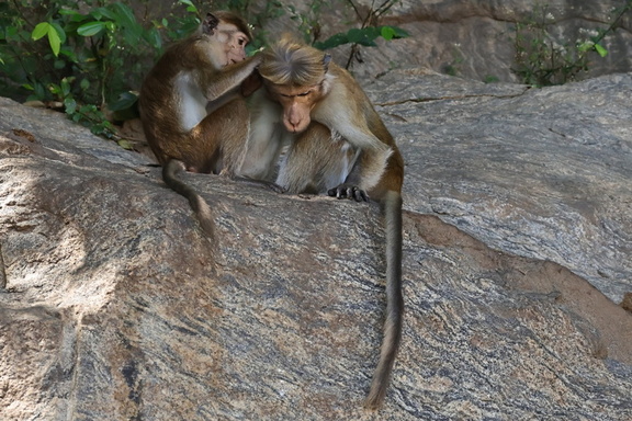 Ceylon-Hutaffe (Macaca sinica)