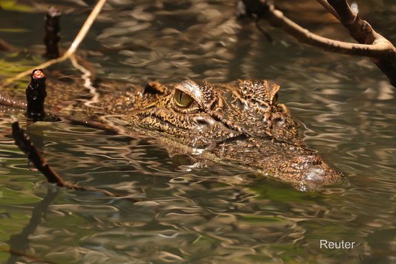 Sumpfkrokodil (Crocodylus palustris)
