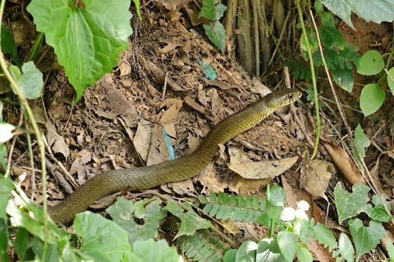 Indische Rattenschlange (Ptyas mucosa)