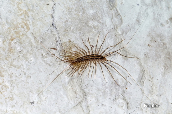 Spinnenläufer (Scutigera coleoptrata)