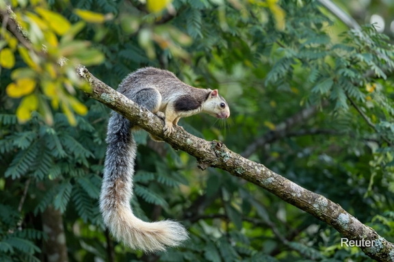 Sri-Lanka-Riesenhörnchen (Ratufa macroura)