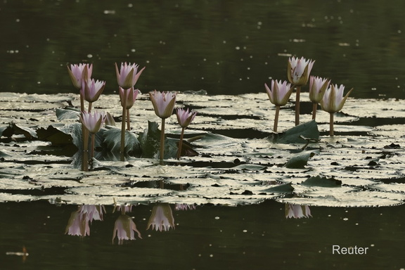 Stern-Seerose, lokal bekannt als Nil Manel (Nymphaea nouchali oder Nymphaea stellata)