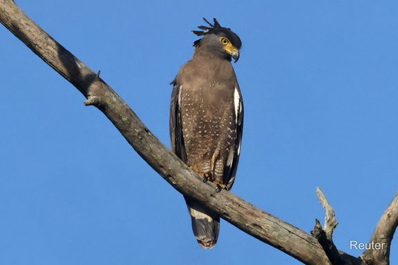 Schlangen Habicht (Spilornis cheela)