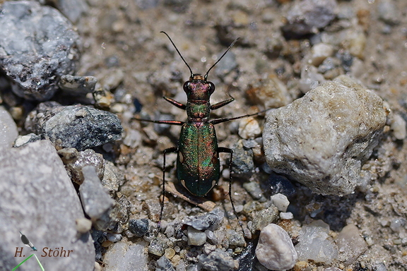 Deutscher Sandlaufkäfer (Cylindera germanica)