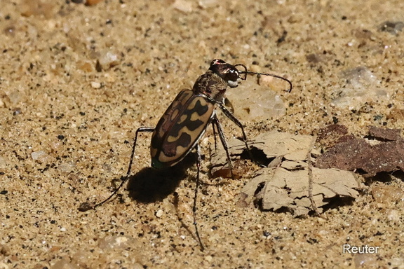 Laufkäfer  ( L. catena insularis)