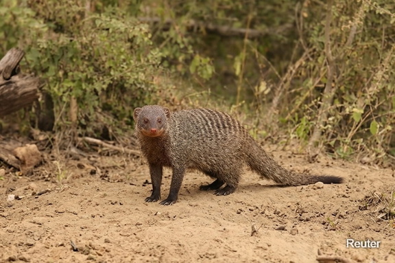 Indischer Mungo (Herpestes edwardsii)