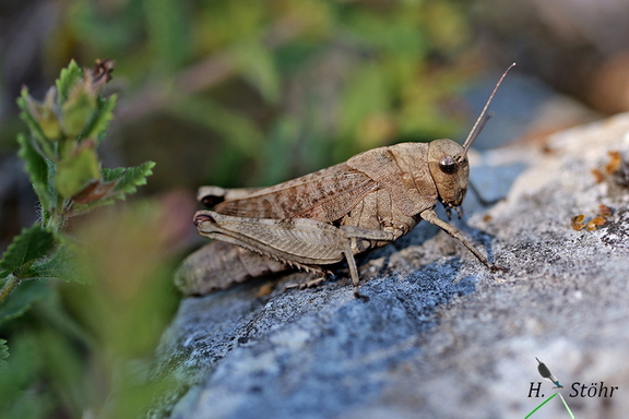 Rotflügelige Schnarrschrecke (Psophus stridulus)