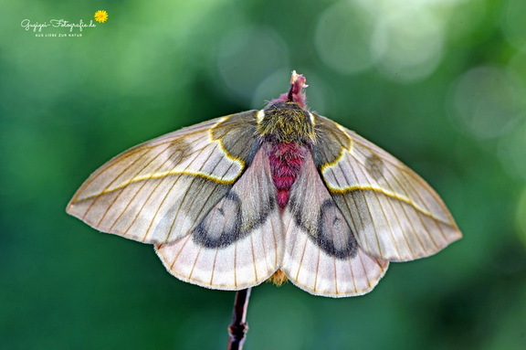Pfauenspinner (Automeris frankae)