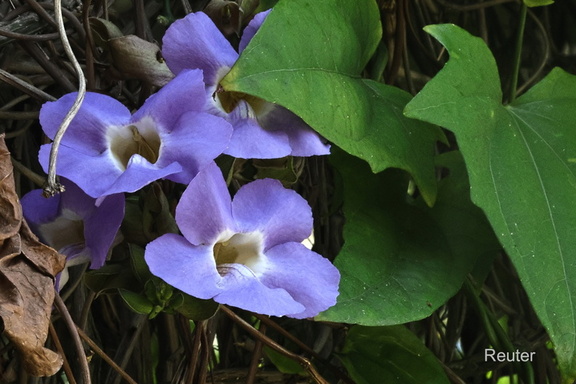 Großblütigen Himmelsblume (Thunbergia grandiflora)