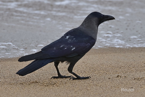 Glanzkrähe (Corvus splendens)