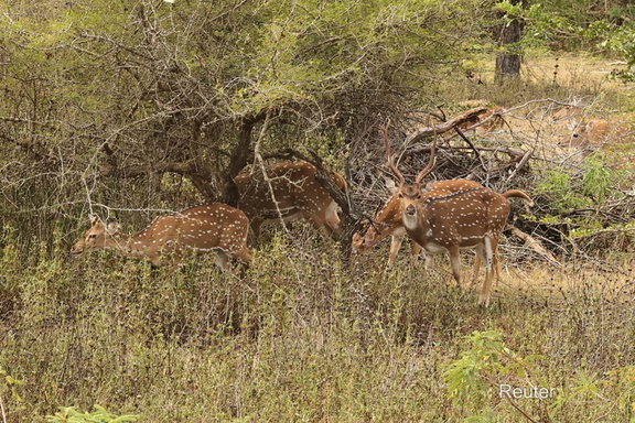 Sri-Lanka-Axishirsche (Axis axis ceylonensis)