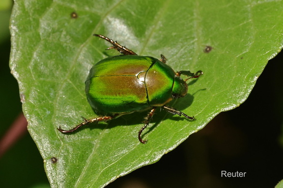 Blathornkäfer ((Anomala (Euchlora sp.)