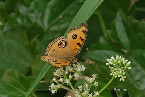 Schillerfalter (Junonia almana)