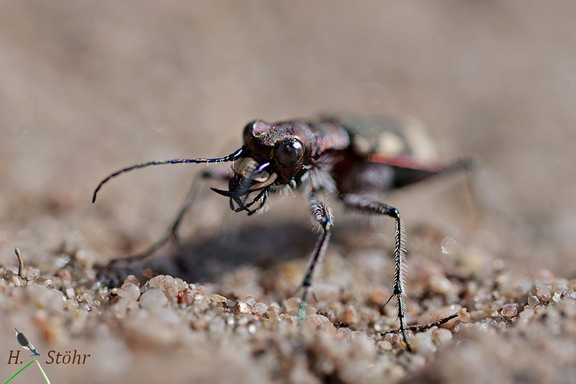 Dünen-Sandlaufkäfer (Cicindela hybrida)