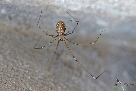 Marmorzitterspinne (Holocnemus pluchei)