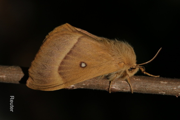 Eichenspinner (Lasiocampa quercus)