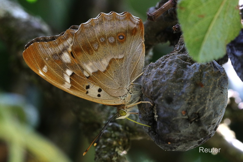 Kleiner Schillerfalter (Apatura ilia).jpg
