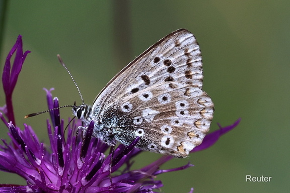 Silbergrüner Bläuling (Lysandra coridon oder Polyommatus coridon)