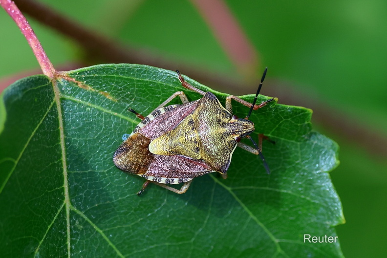 Beerenwanze (Dolycoris baccarum).jpg