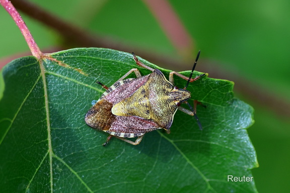Beerenwanze (Dolycoris baccarum)