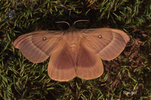 Eichenspinner (Lasiocampa quercus)1