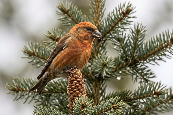 Fichtenkreuzschnabel (Loxia curvirostra)