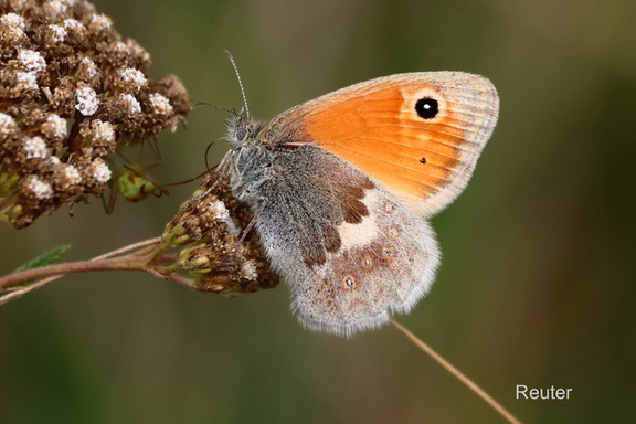 Kleiines Wiesenvögelchen (Coenonympha pamphilus)