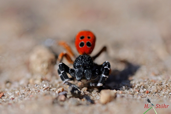 Herbströhrenspinne (Eresus kollari)