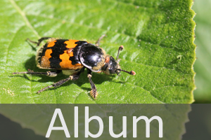 Aaskäfer (Silphidae)