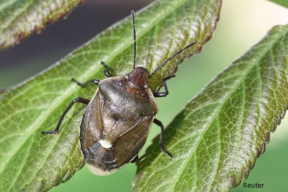 Föhrengast (Chlorochroa pinicola)